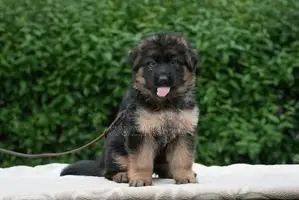 German Shepherd Long Coat Puppies