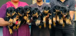 Rottweiler Puppies