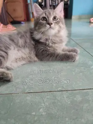 Persian Cat