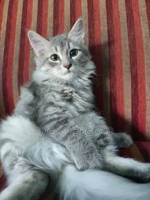Persian Cat