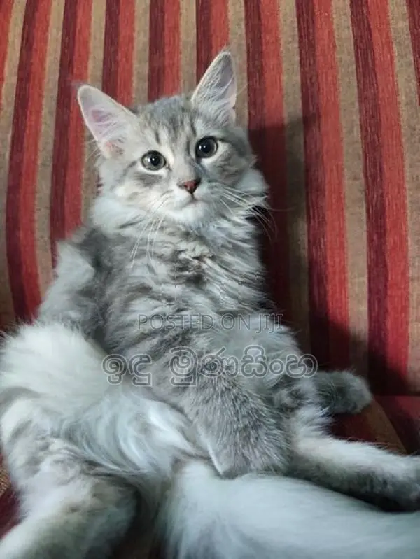 Persian Cat