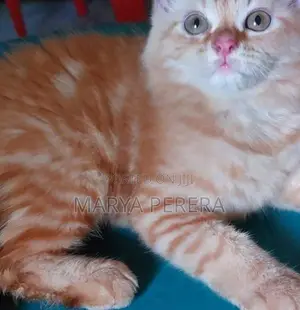 Silver Persian Kitten Female