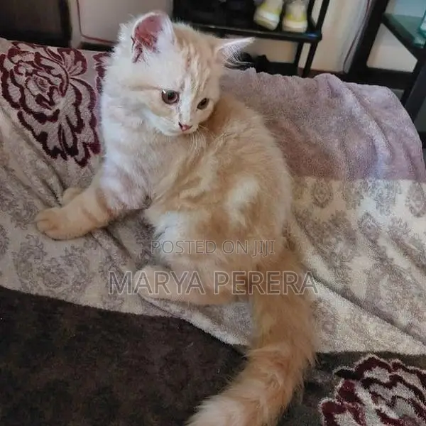 Silver Persian Kitten Female