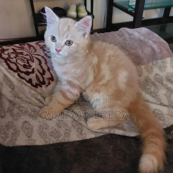 Silver Persian Kitten Female