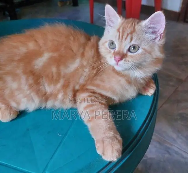 Silver Persian Kitten Female