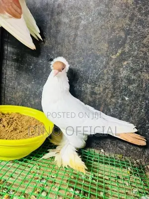 Pigeon