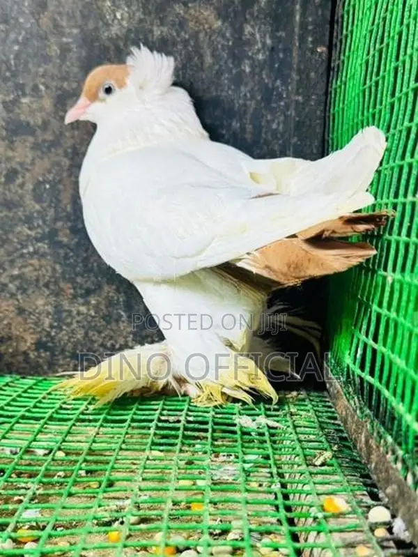 Pigeon