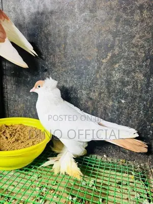 Pigeon