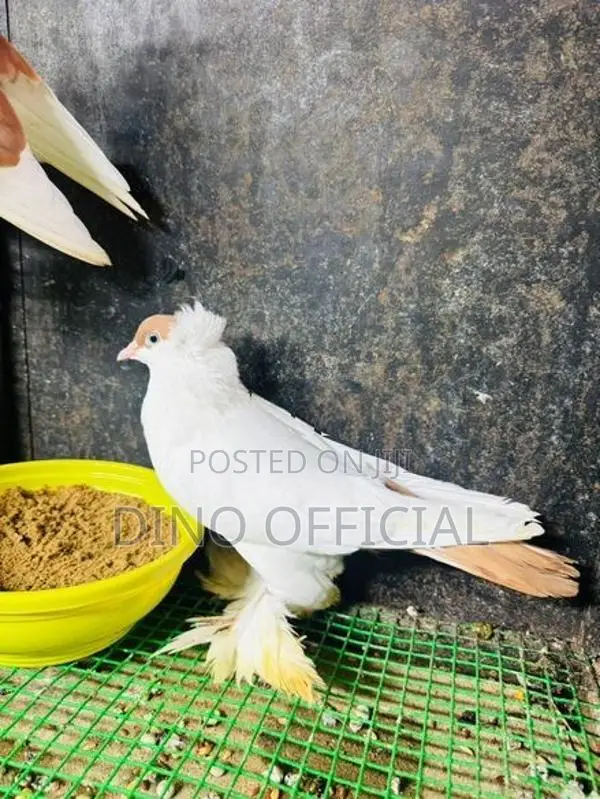 Pigeon