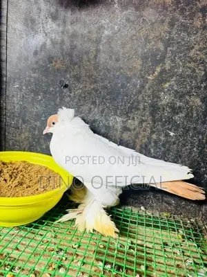Pigeon
