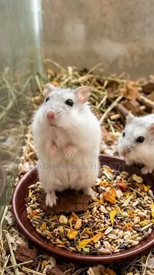 Hamsters
