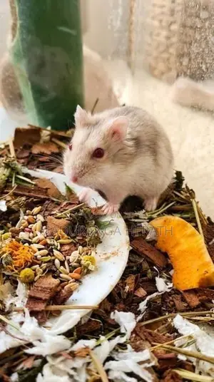 Hamsters