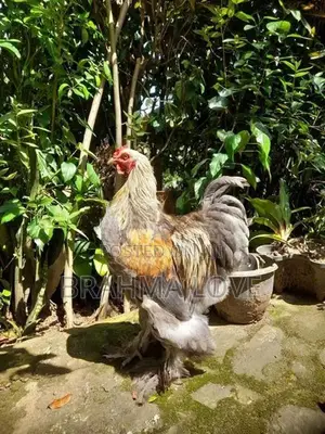 Barhama Rooster