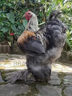 Barhama Rooster