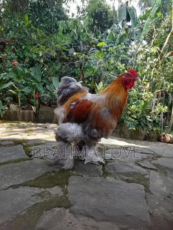 Barhama Rooster