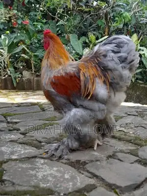 Barhama Rooster