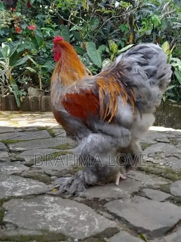 Barhama Rooster