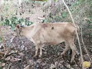 Farm Cows