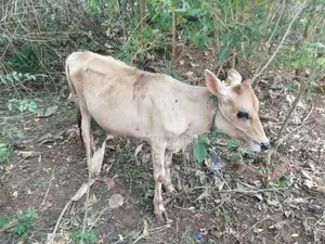 Farm Cows