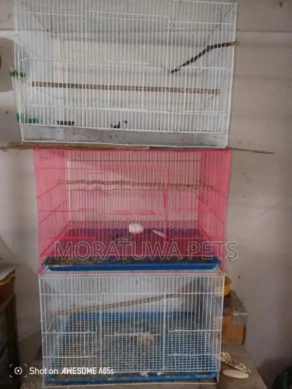 Bird Cage