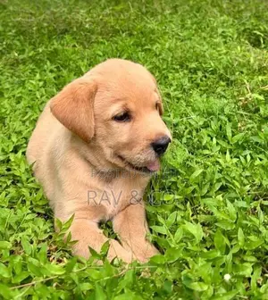 Adorable Yellow Labrador Retriever Puppies