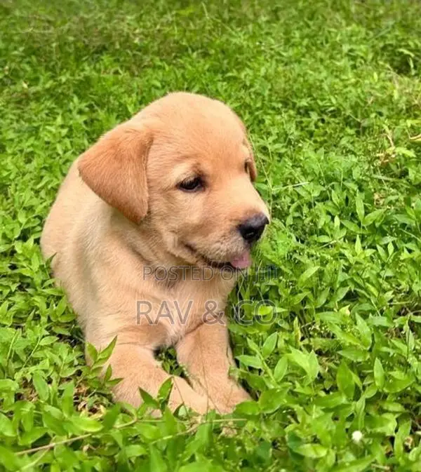 Adorable Yellow Labrador Retriever Puppies
