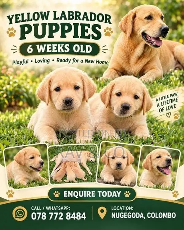 Adorable Yellow Labrador Retriever Puppies