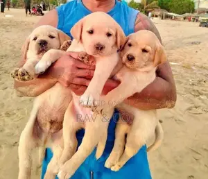 Adorable Yellow Labrador Retriever Puppies