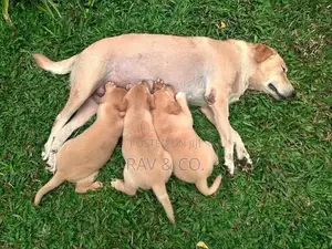 Adorable Yellow Labrador Retriever Puppies