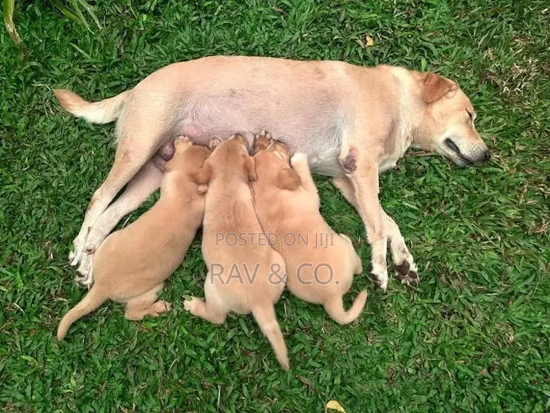 Adorable Yellow Labrador Retriever Puppies