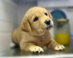 Adorable Yellow Labrador Retriever Puppies