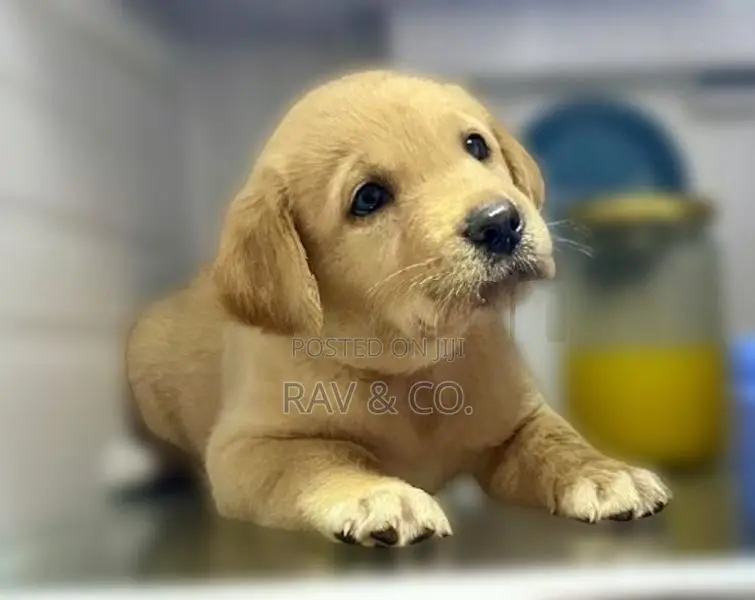 Adorable Yellow Labrador Retriever Puppies