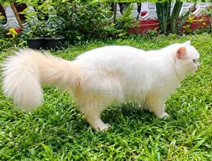 Persian Cat