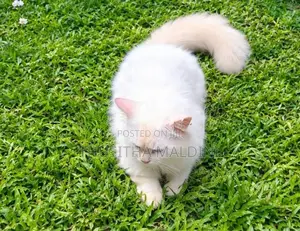 Persian Cat