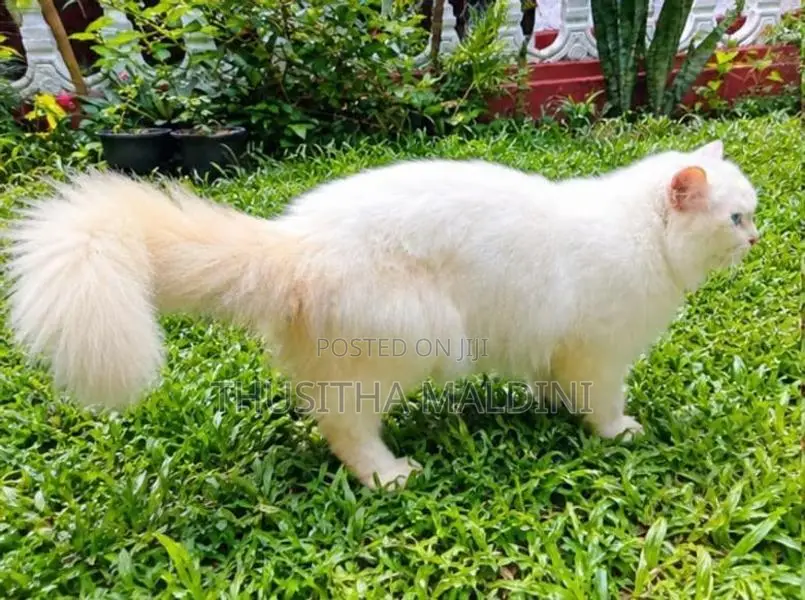 Persian Cat