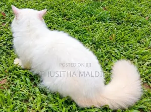 Persian Cat