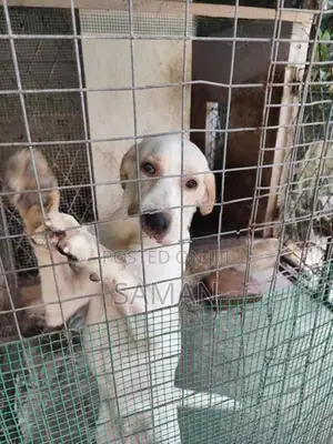 Labrador Male 9 Months