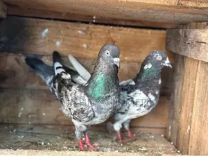 Pigeon