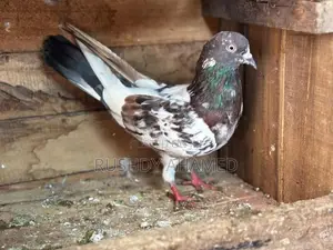 Pigeon