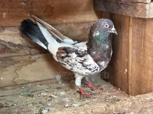 Pigeon