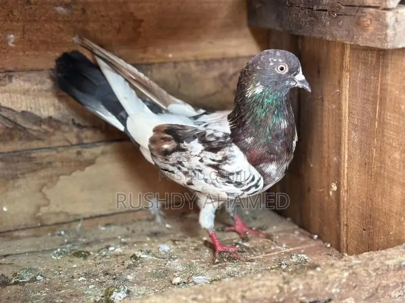 Pigeon