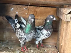 Pigeon