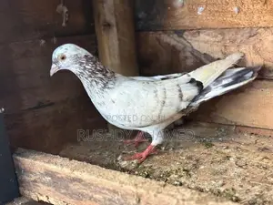 Pigeon