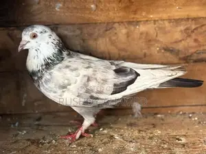 Pigeon