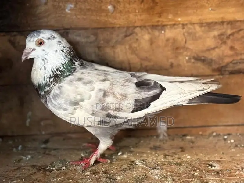 Pigeon