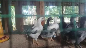 வெள்ளடியன் குஞ்சு