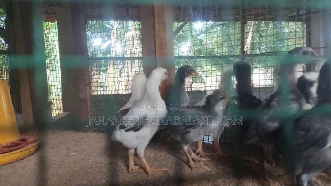 வெள்ளடியன் குஞ்சு