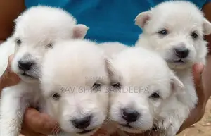 Pomeranian Puppies
