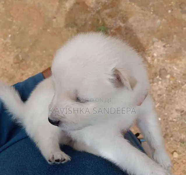 Pomeranian Puppies
