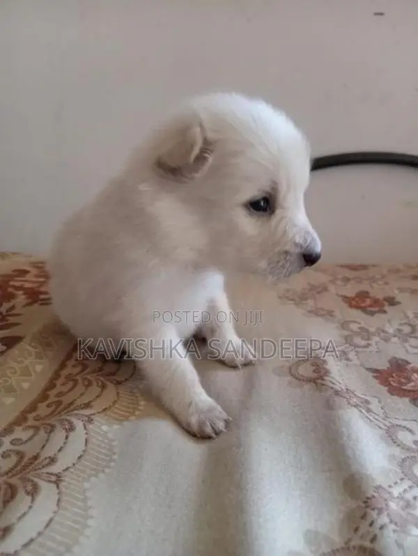 Pomeranian Puppies